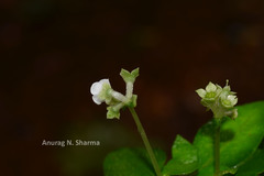 Argostemma courtallense